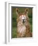 Alpaca Portrait, Altiplano, Bolivia-Pete Oxford-Framed Premium Photographic Print