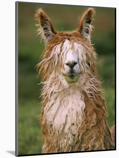 Alpaca Portrait, Altiplano, Bolivia-Pete Oxford-Mounted Premium Photographic Print