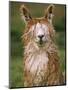 Alpaca Portrait, Altiplano, Bolivia-Pete Oxford-Mounted Premium Photographic Print