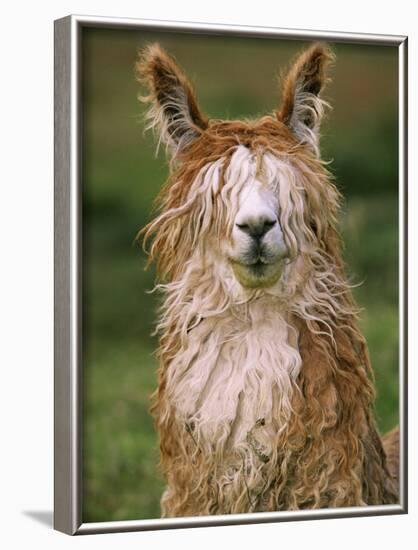 Alpaca Portrait, Altiplano, Bolivia-Pete Oxford-Framed Photographic Print