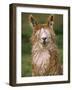 Alpaca Portrait, Altiplano, Bolivia-Pete Oxford-Framed Photographic Print