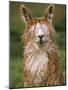 Alpaca Portrait, Altiplano, Bolivia-Pete Oxford-Mounted Photographic Print