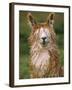 Alpaca Portrait, Altiplano, Bolivia-Pete Oxford-Framed Photographic Print