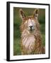 Alpaca Portrait, Altiplano, Bolivia-Pete Oxford-Framed Photographic Print