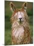 Alpaca Portrait, Altiplano, Bolivia-Pete Oxford-Mounted Photographic Print