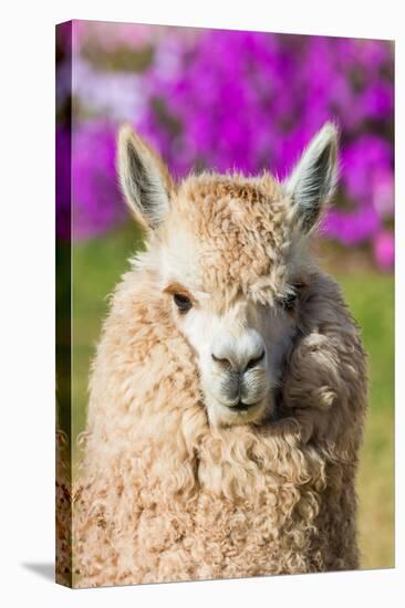 Alpaca Portrait in the Peruvian Andes at Cuzco Peru-OSTILL-Stretched Canvas