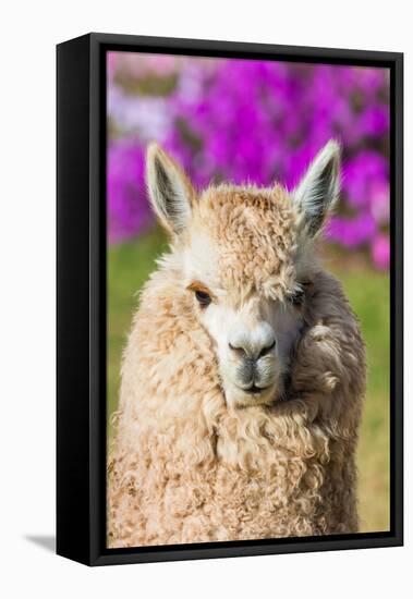 Alpaca Portrait in the Peruvian Andes at Cuzco Peru-OSTILL-Framed Stretched Canvas