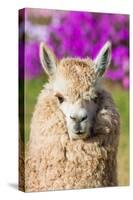 Alpaca Portrait in the Peruvian Andes at Cuzco Peru-OSTILL-Stretched Canvas