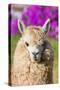 Alpaca Portrait in the Peruvian Andes at Cuzco Peru-OSTILL-Stretched Canvas