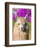 Alpaca Portrait in the Peruvian Andes at Cuzco Peru-OSTILL-Framed Photographic Print