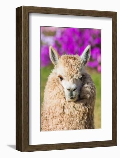 Alpaca Portrait in the Peruvian Andes at Cuzco Peru-OSTILL-Framed Photographic Print