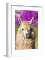 Alpaca Portrait in the Peruvian Andes at Cuzco Peru-OSTILL-Framed Photographic Print