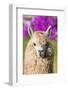 Alpaca Portrait in the Peruvian Andes at Cuzco Peru-OSTILL-Framed Photographic Print