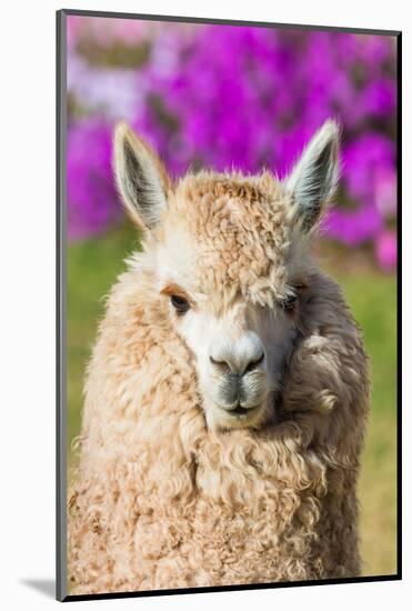 Alpaca Portrait in the Peruvian Andes at Cuzco Peru-OSTILL-Mounted Photographic Print