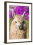 Alpaca Portrait in the Peruvian Andes at Cuzco Peru-OSTILL-Framed Photographic Print