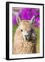 Alpaca Portrait in the Peruvian Andes at Cuzco Peru-OSTILL-Framed Photographic Print