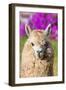 Alpaca Portrait in the Peruvian Andes at Cuzco Peru-OSTILL-Framed Photographic Print