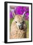 Alpaca Portrait in the Peruvian Andes at Cuzco Peru-OSTILL-Framed Photographic Print