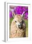 Alpaca Portrait in the Peruvian Andes at Cuzco Peru-OSTILL-Framed Photographic Print