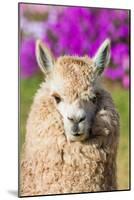 Alpaca Portrait in the Peruvian Andes at Cuzco Peru-OSTILL-Mounted Photographic Print