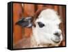 Alpaca Portrait-ceazars-Framed Stretched Canvas