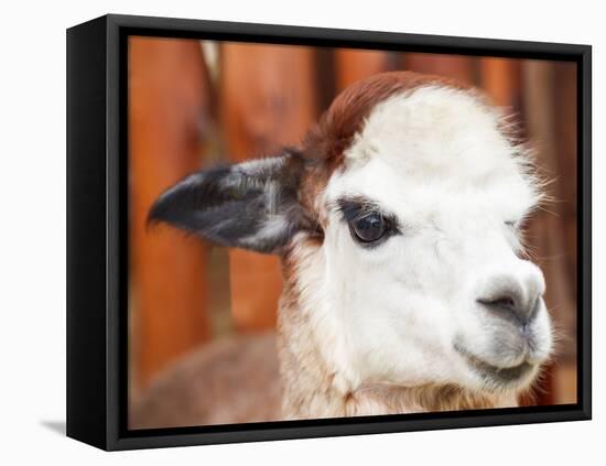 Alpaca Portrait-ceazars-Framed Stretched Canvas