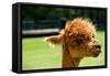 Alpaca Portrait-kayglobal-Framed Stretched Canvas