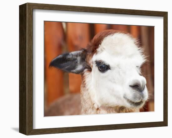 Alpaca Portrait-ceazars-Framed Photographic Print