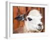 Alpaca Portrait-ceazars-Framed Photographic Print