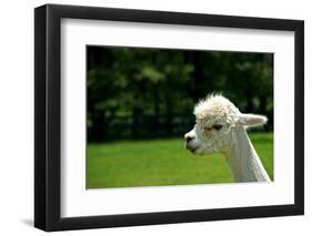 Alpaca Portrait-kayglobal-Framed Photographic Print