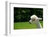 Alpaca Portrait-kayglobal-Framed Photographic Print