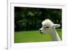 Alpaca Portrait-kayglobal-Framed Photographic Print