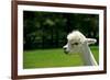 Alpaca Portrait-kayglobal-Framed Photographic Print