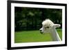 Alpaca Portrait-kayglobal-Framed Photographic Print