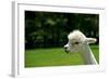 Alpaca Portrait-kayglobal-Framed Photographic Print