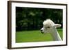 Alpaca Portrait-kayglobal-Framed Photographic Print