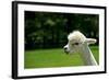 Alpaca Portrait-kayglobal-Framed Photographic Print