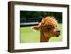 Alpaca Portrait-kayglobal-Framed Photographic Print