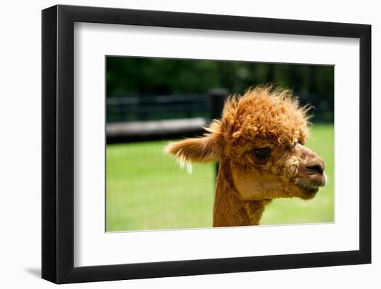 Alpaca Portrait-kayglobal-Framed Photographic Print