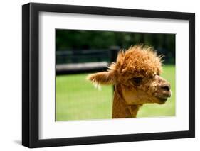 Alpaca Portrait-kayglobal-Framed Photographic Print