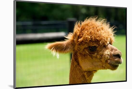 Alpaca Portrait-kayglobal-Mounted Photographic Print