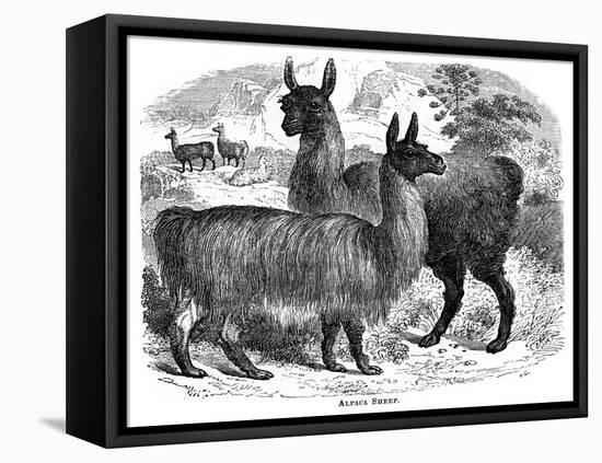 Alpaca Sheep, C1880-J C-Framed Stretched Canvas