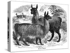 Alpaca Sheep, C1880-J C-Stretched Canvas