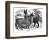 Alpaca Sheep, C1880-J C-Framed Giclee Print