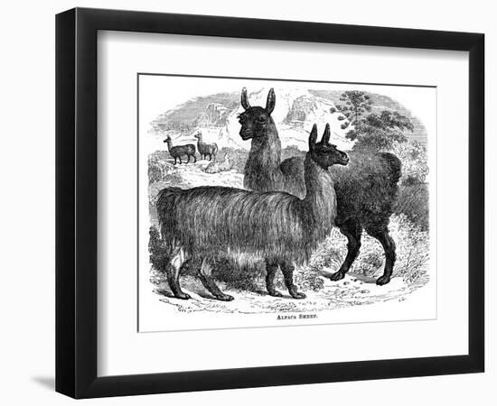 Alpaca Sheep, C1880-J C-Framed Giclee Print