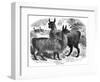 Alpaca Sheep, C1880-J C-Framed Giclee Print