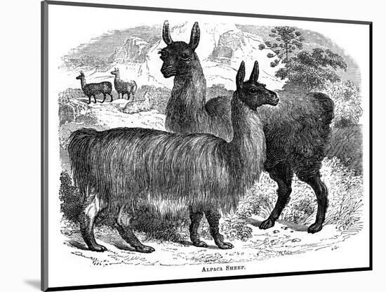 Alpaca Sheep, C1880-J C-Mounted Giclee Print