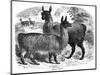 Alpaca Sheep, C1880-J C-Mounted Giclee Print