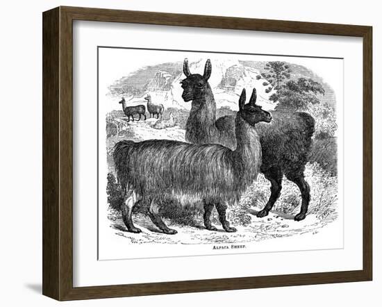 Alpaca Sheep, C1880-J C-Framed Giclee Print