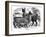 Alpaca Sheep, C1880-J C-Framed Giclee Print